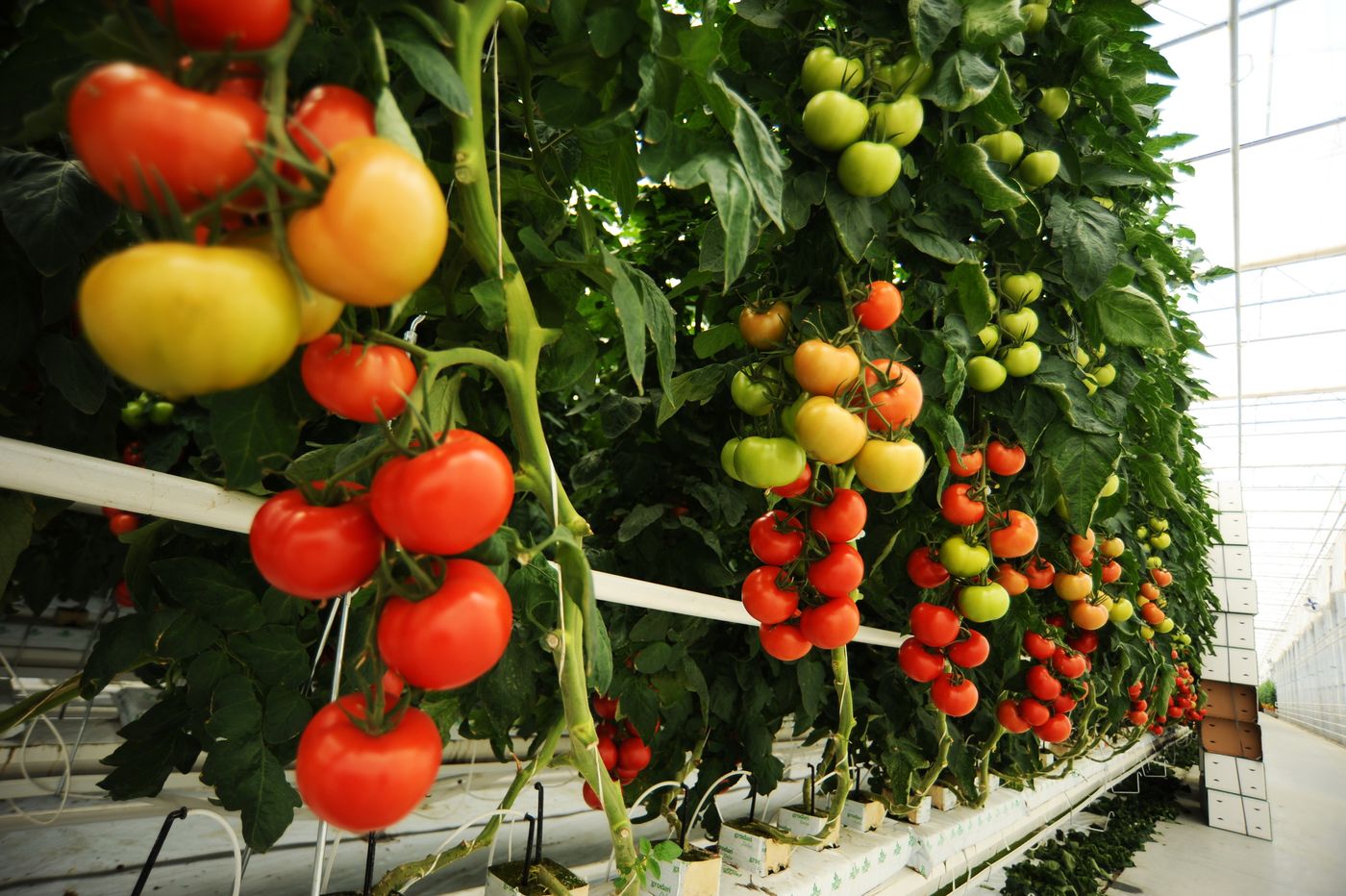 Tomateiros carregados de fruto em hidroponia